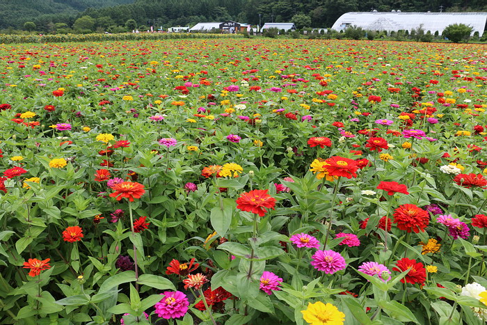 花の都公園