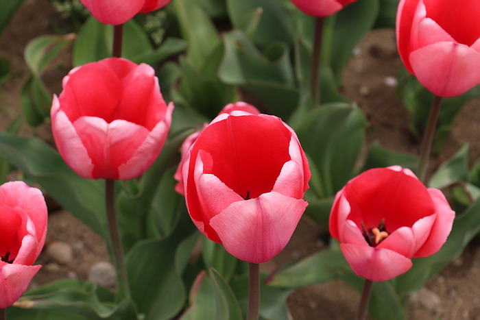 群馬花卉公園