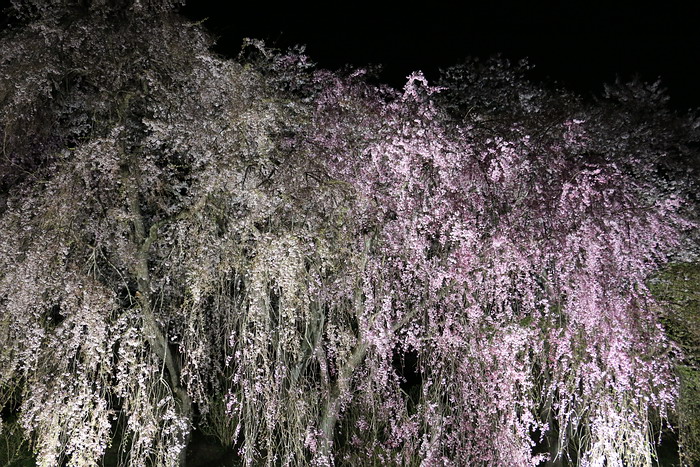 船岡城址公園