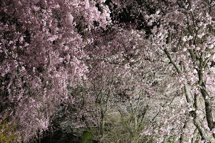 船岡城址公園